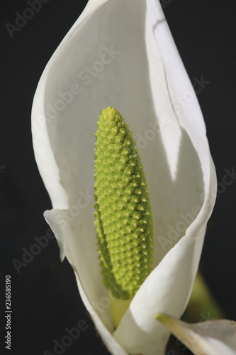 Close-up of the unusual green flower spike of Lysichiton camtschatcensis, also known ad Asian skunk-cabbage or white skunk cabbage. Sunlit against a dark background. photo
