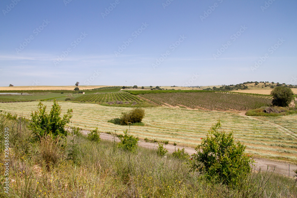 Fototapeta premium Nord Israele