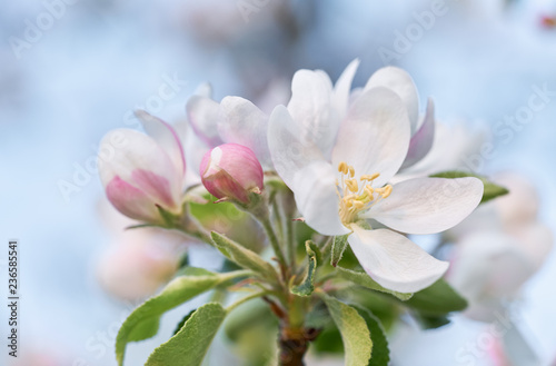 Apple tree blossom close-up. White apple flower on natural blue background. 