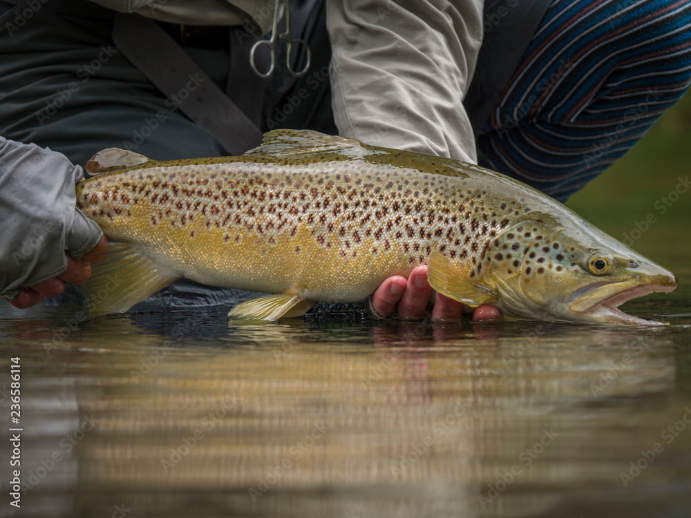Obraz premium Trout being released back into the water