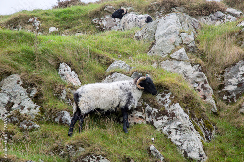 Wild Sheep; Connemara