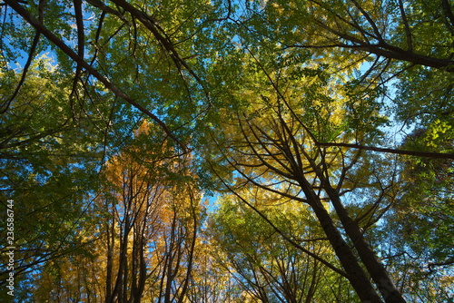 イチョウ林の黄葉と落ち葉