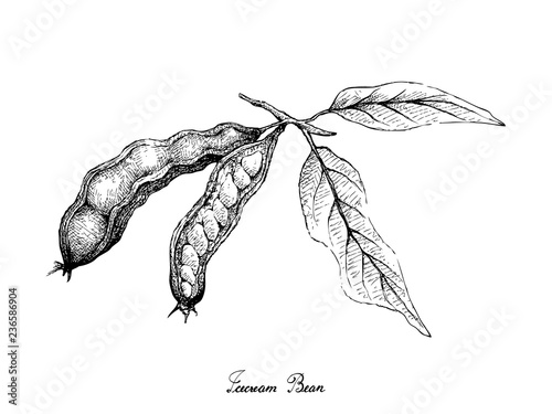Tropical Fruits, Illustration of Hand Drawn Sketch Ice Cream Beans, Pacay or Inga Edulis Fruits Isolated on White Background. Good Source of Dietary Fiber, Vitamins and Minerals.