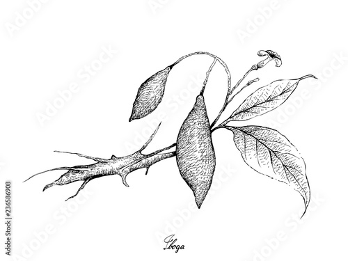Tropical Fruits, Illustration of Hand Drawn Sketch Fresh Tabernanthe Iboga Fruits Isolated on White Background.