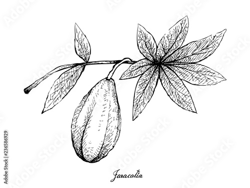 Hand Drawn of Jaracatia Fruit on White Background photo