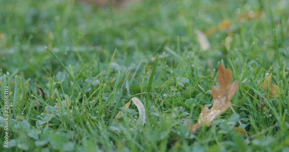Slow motion pan of green grass with fallen leaves in the morning Slow motion pan of green grass with fallen leaves in the morning