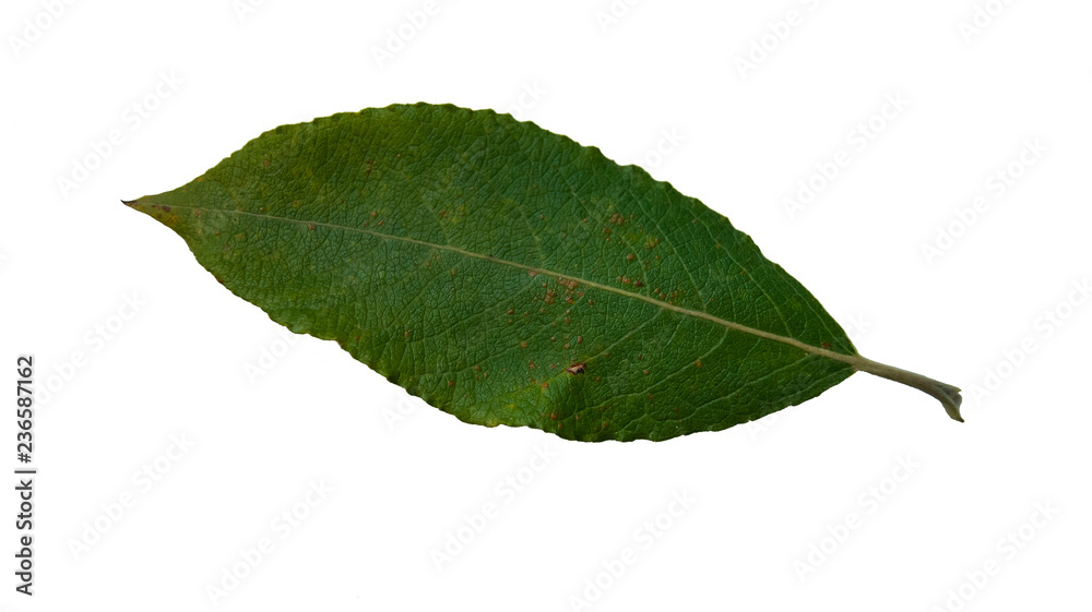 Obraz premium green leaf on white background