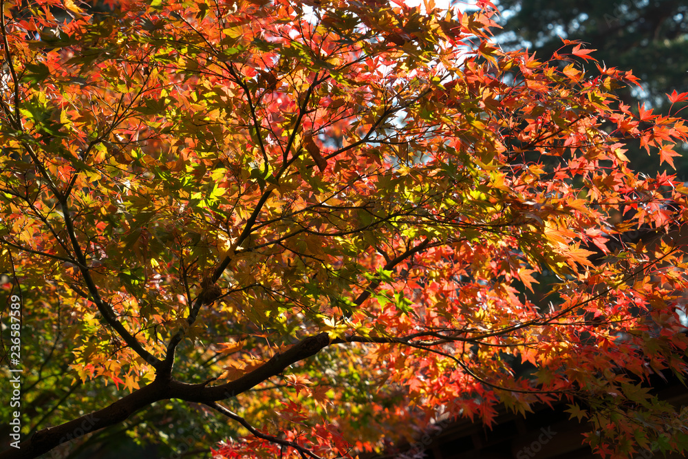 もみじ林の紅葉