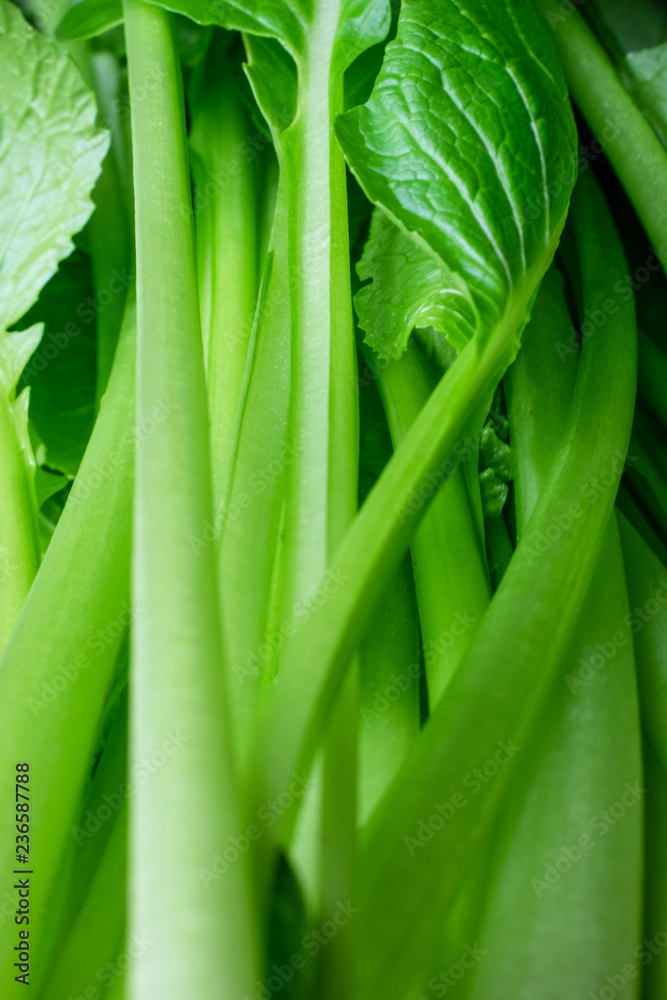 Obraz premium 小松菜