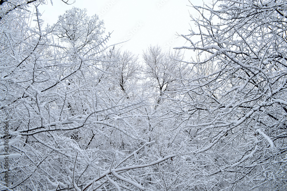Fototapeta premium winter landscape