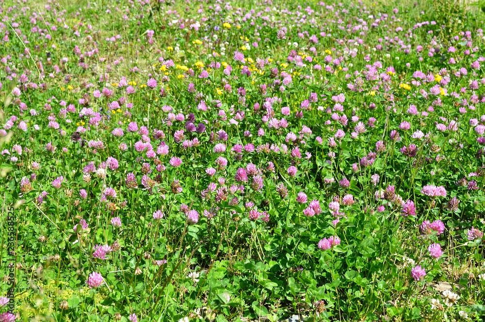 meadow flowers in the mountains of the Caucasus