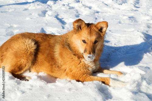  stray dog piteously watches the passers-by
