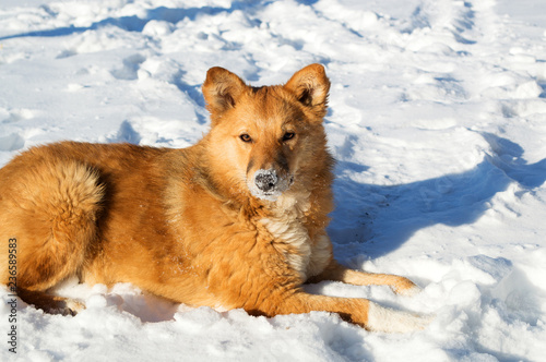  stray dog piteously watches the passers-by