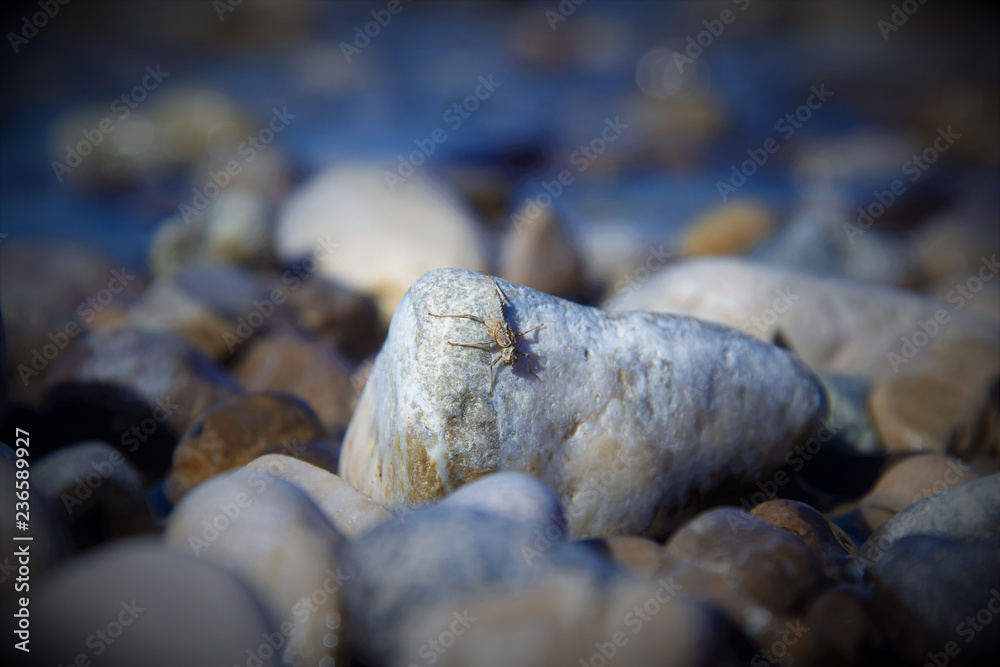 Nature Soul Impression Nature Soul Impression