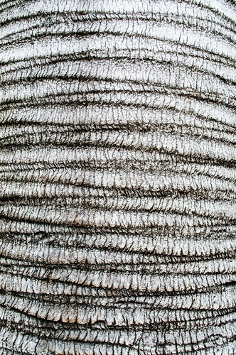 beautiful texture of old palm tree