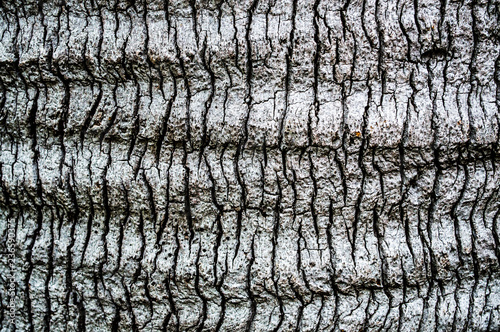 beautiful texture of old palm tree