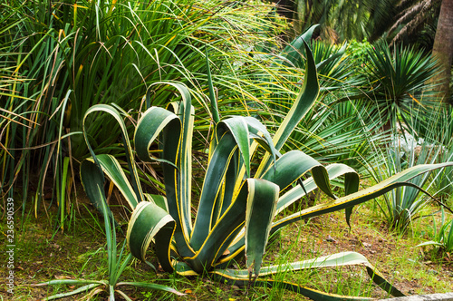 blue agave in Sochi, Russia