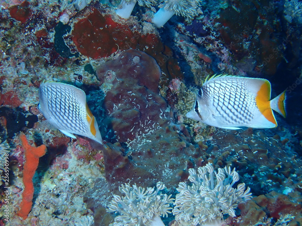 アミメチョウチョウウオ Stock Photo Adobe Stock アミメチョウチョウウオ Stock Photo Adobe Stock