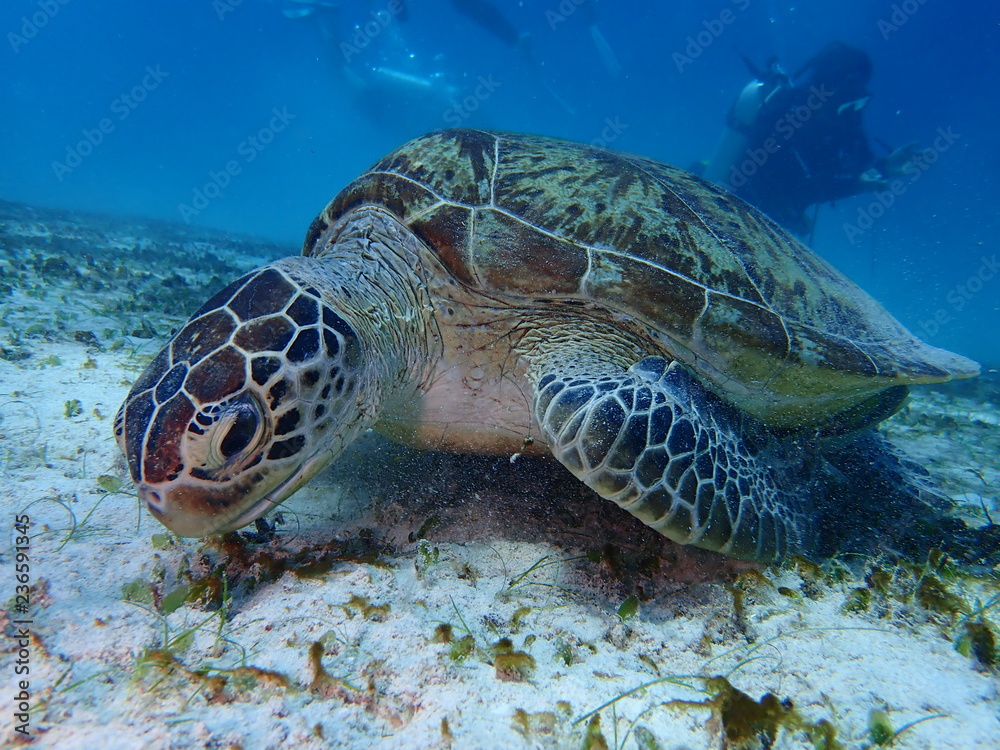 Obraz premium アオウミガメ