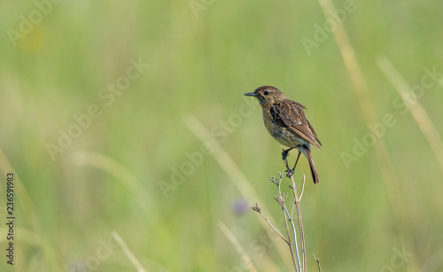 Female African stonechat bird perched on dry grass isolated against an out of focus green background image in landscape format with copy space photo