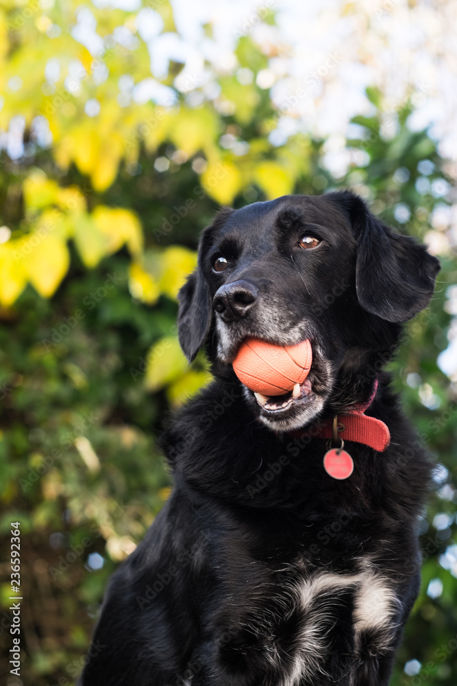 Labrador Springer Cross with ball in mouth from below Labrador Springer Cross with ball in mouth from below