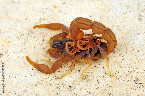 Dreigestreifter Tansaniaskorpion (Hottentotta trilineatus) - scorpion female with juveniles photo