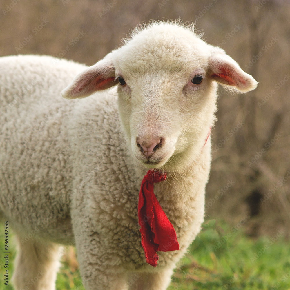 Sheep and goats graze on green grass in spring