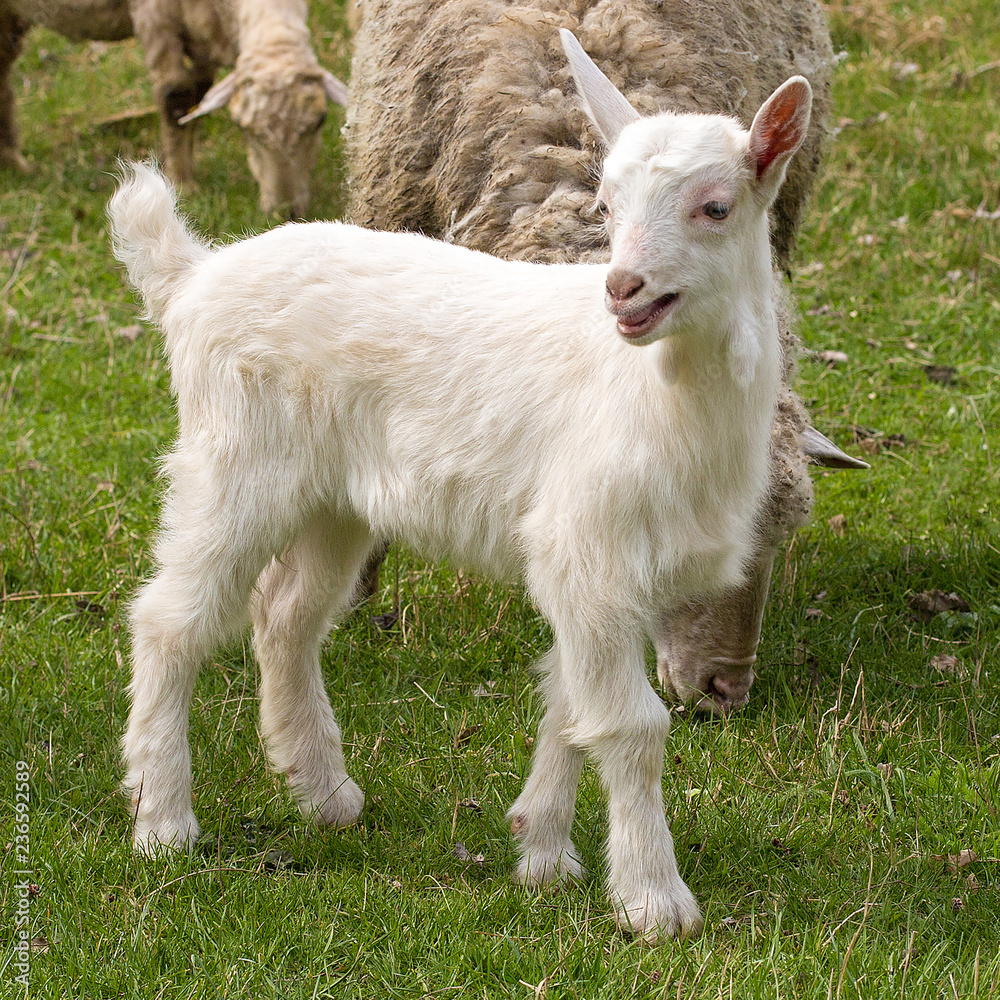 Sheep and goats graze on green grass in spring Sheep and goats graze on green grass in spring