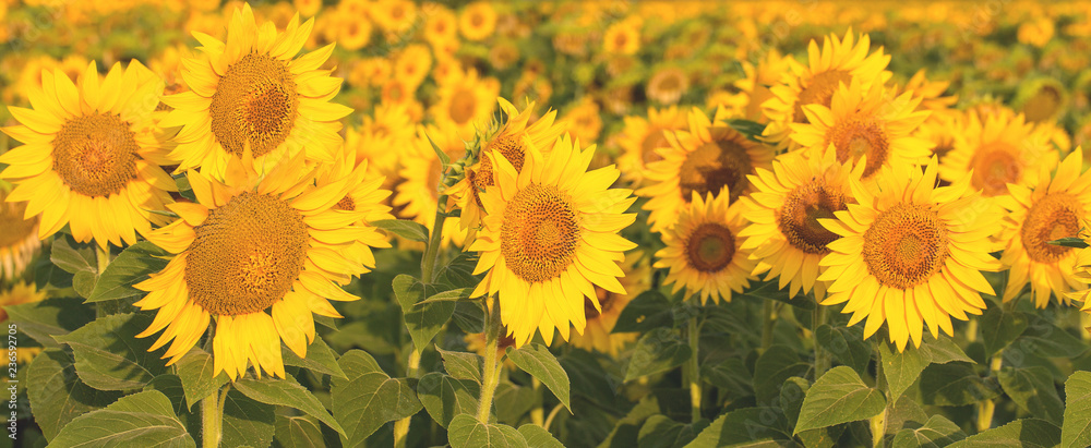 Golden summer sunflower background, space for your text Golden summer sunflower background, space for your text