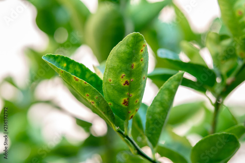 Rust on the lime leaves, Citrus canker
