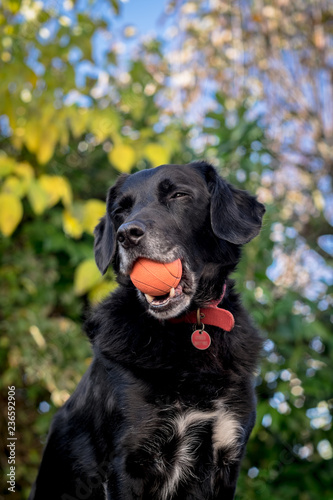 Dog with eyes closed hold ball in mouth, happy