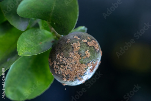 Lime ,Plant disease, Citrus canker photo