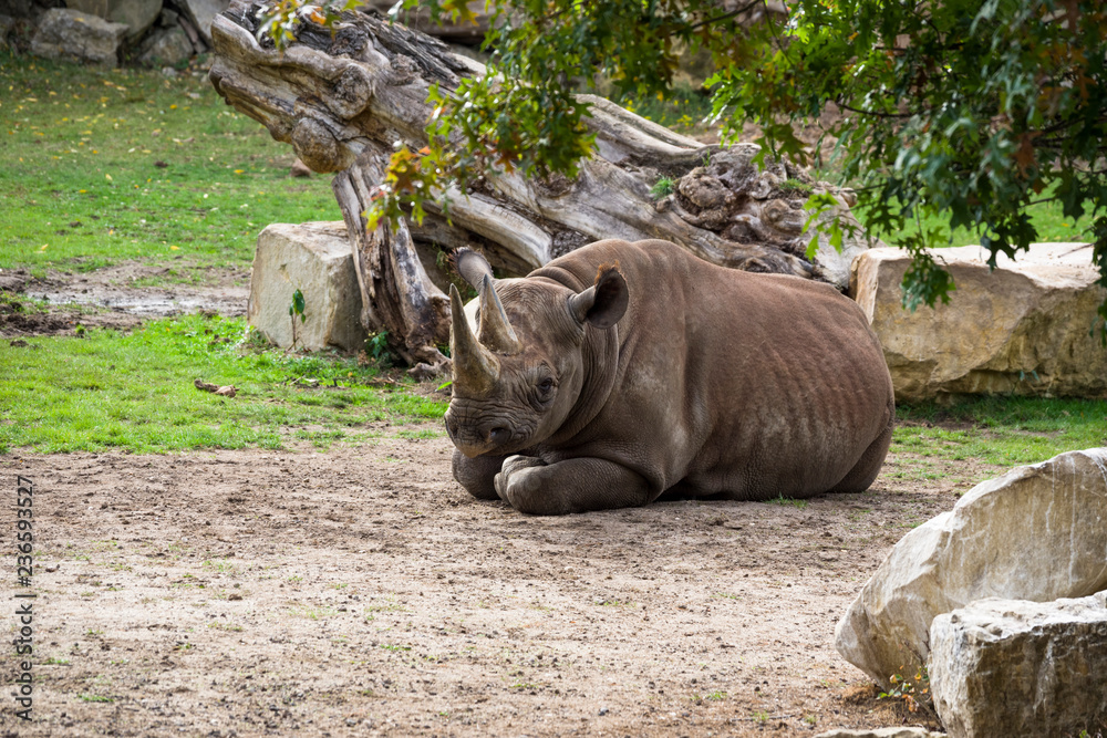 The rhino female lies resting surrounded by grass and trees. The rhino female lies resting surrounded by grass and trees.