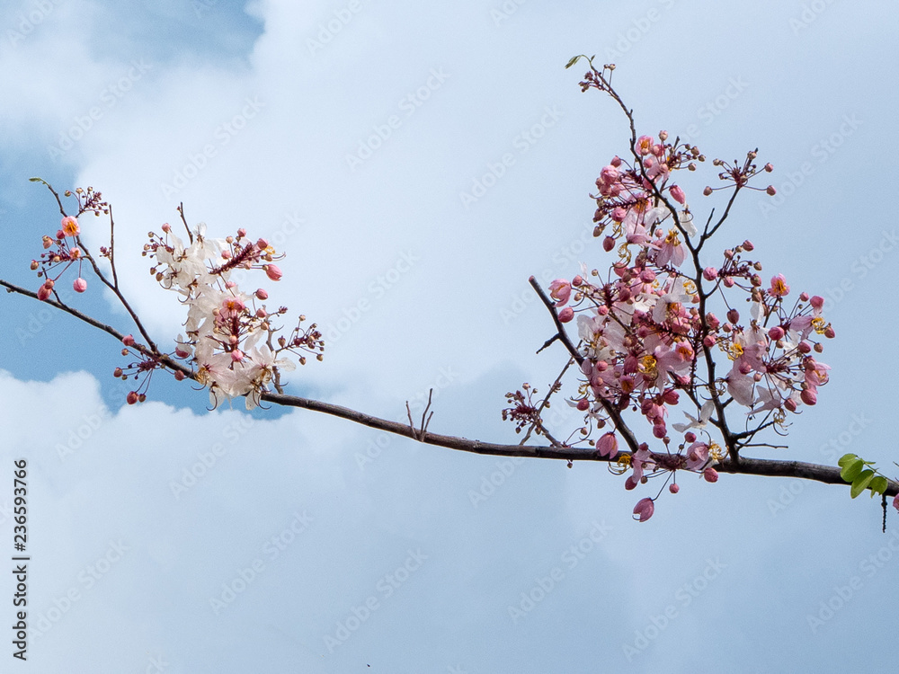 Pink Prunus cerasoides on blue sky with cloud background Pink Prunus cerasoides on blue sky with cloud background