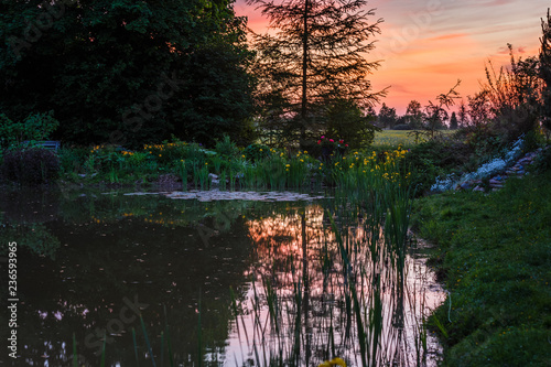 summer evening to the nature; Sunset color reflection in the pond's friable water; There are many ornamental plants and flowers along the pond