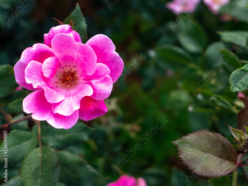 Beautiful pink roses in the garden