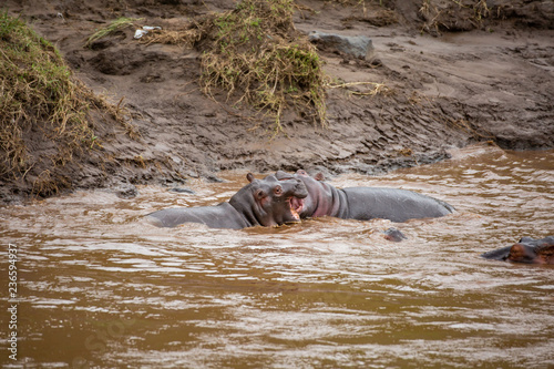 Two young hippos fighting
