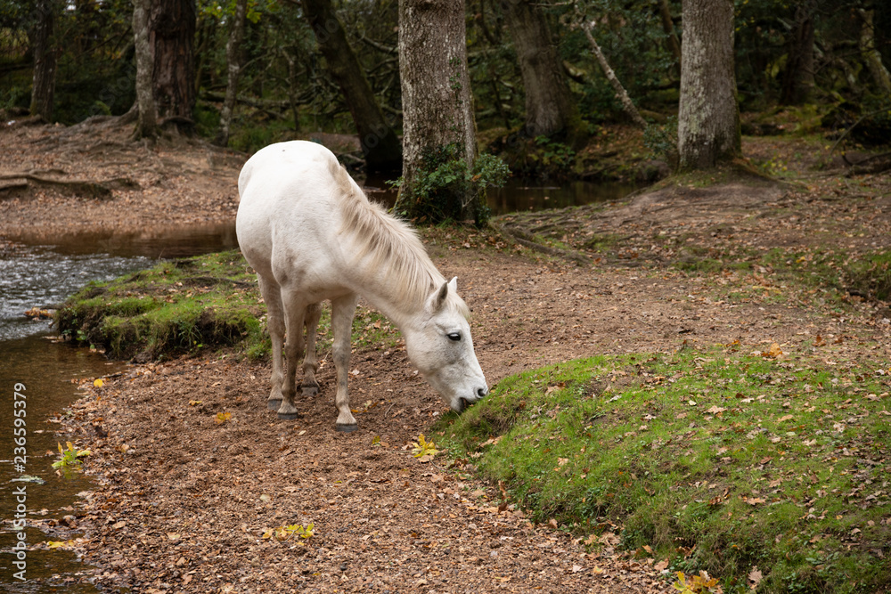 Obraz premium Beautiful portrait of New Forest pony in Autumn woodland landscape with vibrant Fall color all around