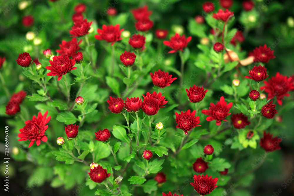 colorful autumn plants