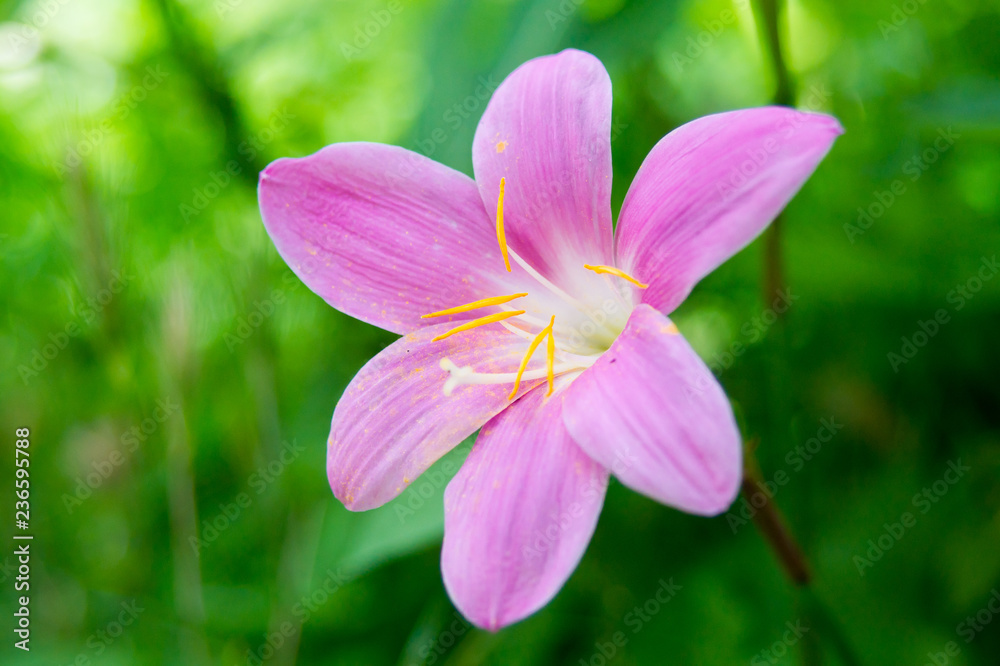 pink flower on green background pink flower on green background