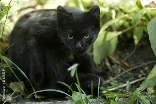 Photography Portrait of wild cat