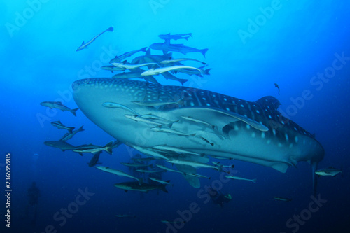 Scuba diving with Whale Shark 