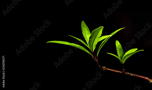 Long and slender leaf shape of rainforest plant in black background