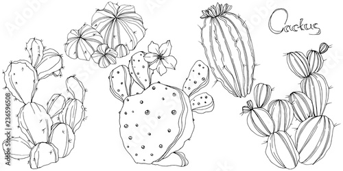 Vector Cactus. Floral botanical flower. Black and white engraved ink art. Isolated cacti illustration element.
