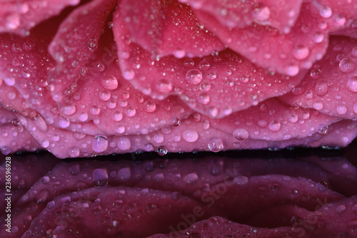 Delicate velvet petals of a summer rose in raindrops on a glass with pink reflection