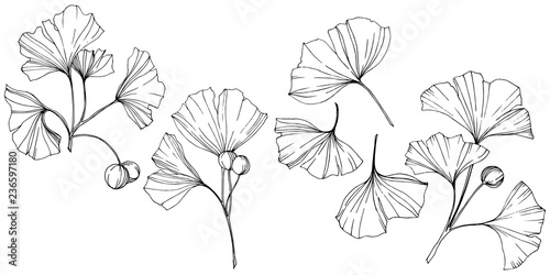 Vector. Ginkgo leaf. Plant botanical garden. Isolated ginkgo illustration element on white background. © yanushkov