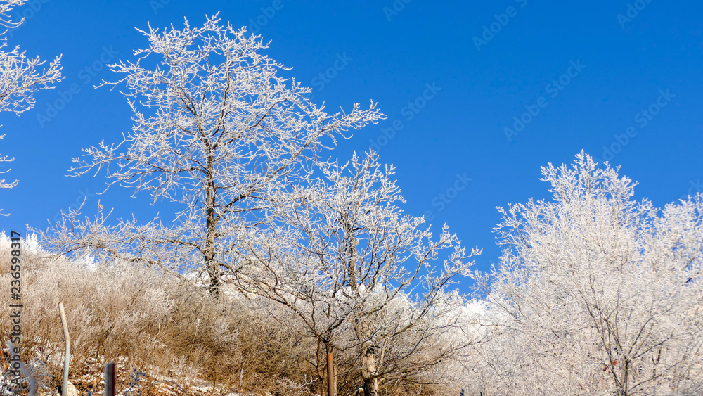 Russian winter landscape with white birch trees