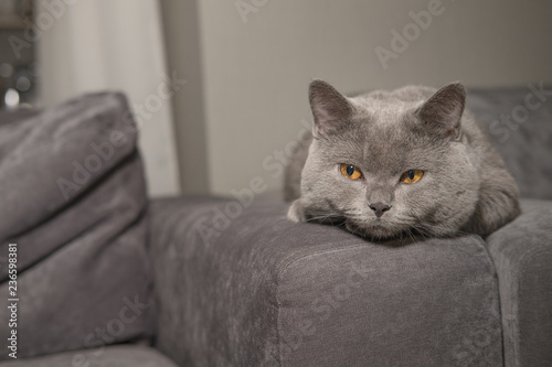 British cat on sofa