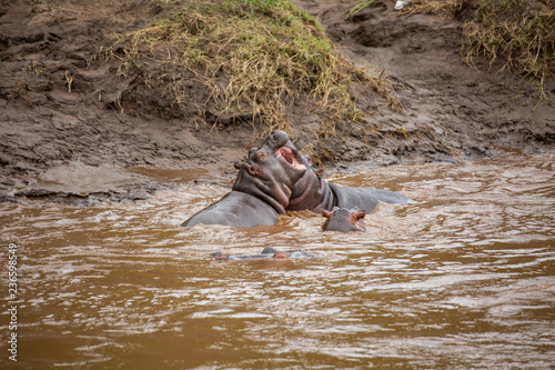 Two young hippos fighting