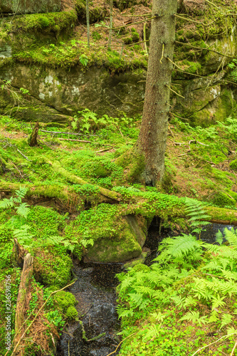 Stream in an old primeval forest